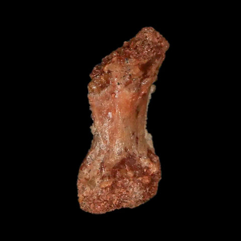 0.9" Dromaeosaurid Raptor Fossil Limb Toe Bone Cretaceous Dinosaur COA, Display - Fossil Age Minerals