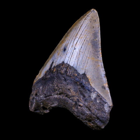 3.7" Quality Megalodon Shark Tooth Serrated Fossil Natural Miocene Age COA - Fossil Age Minerals