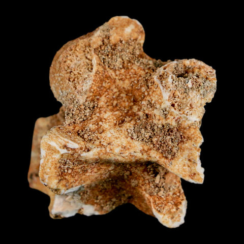 1.2" Palaeophis Magrebianus Sea Snake Vertebra Bone Upper Paleocene Morocco - Fossil Age Minerals
