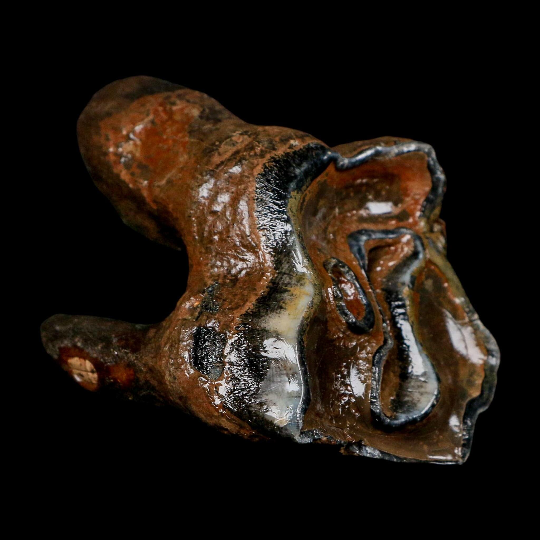 3.1" Woolly Rhinoceros Fossil Rooted Tooth Pleistocene Age Megafauna Russia COA