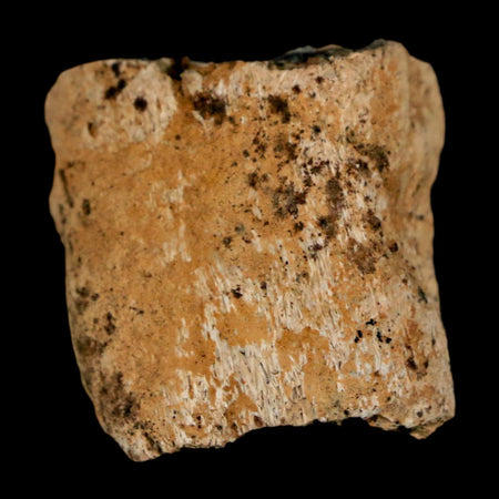 1" Ankylosaurus Fossil Rib Bone Judith River FM Cretaceous Dinosaur MT COA