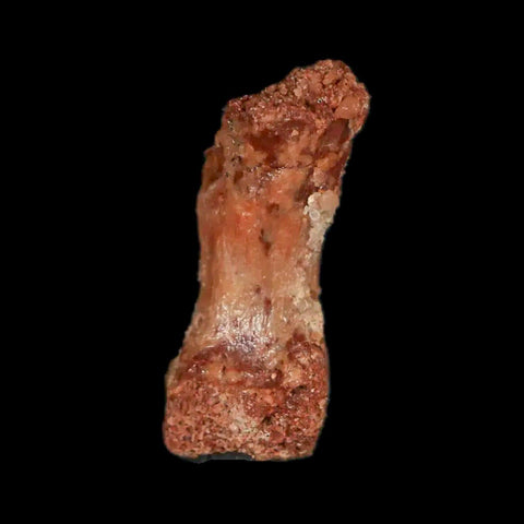 0.9" Dromaeosaurid Raptor Fossil Limb Toe Bone Cretaceous Dinosaur COA, Display - Fossil Age Minerals