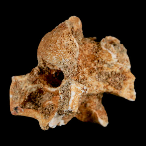 1.2" Palaeophis Magrebianus Sea Snake Vertebra Bone Upper Paleocene Morocco - Fossil Age Minerals