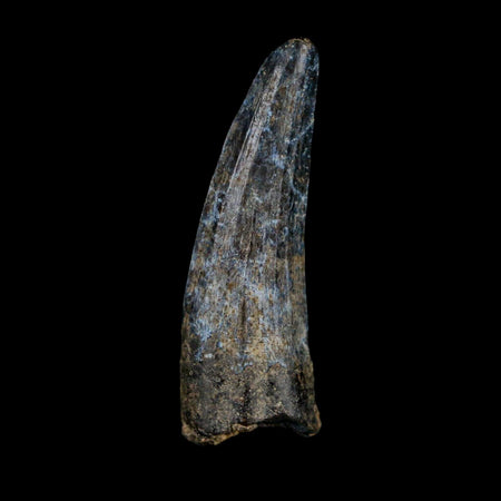 1.3" Suchomimus Fossil Tooth Cretaceous Spinosaurid Dinosaur Elraz FM Niger COA
