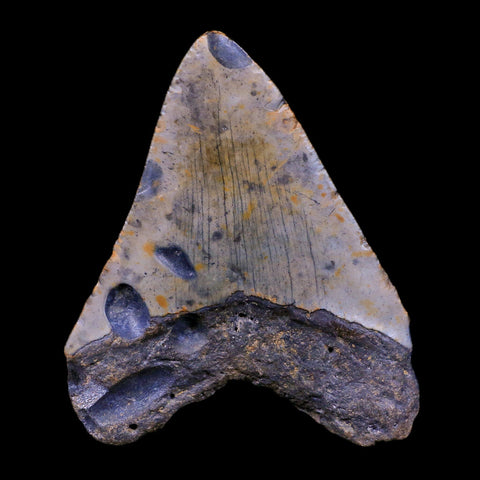 3.7" Quality Megalodon Shark Tooth Serrated Fossil Natural Miocene Age COA - Fossil Age Minerals