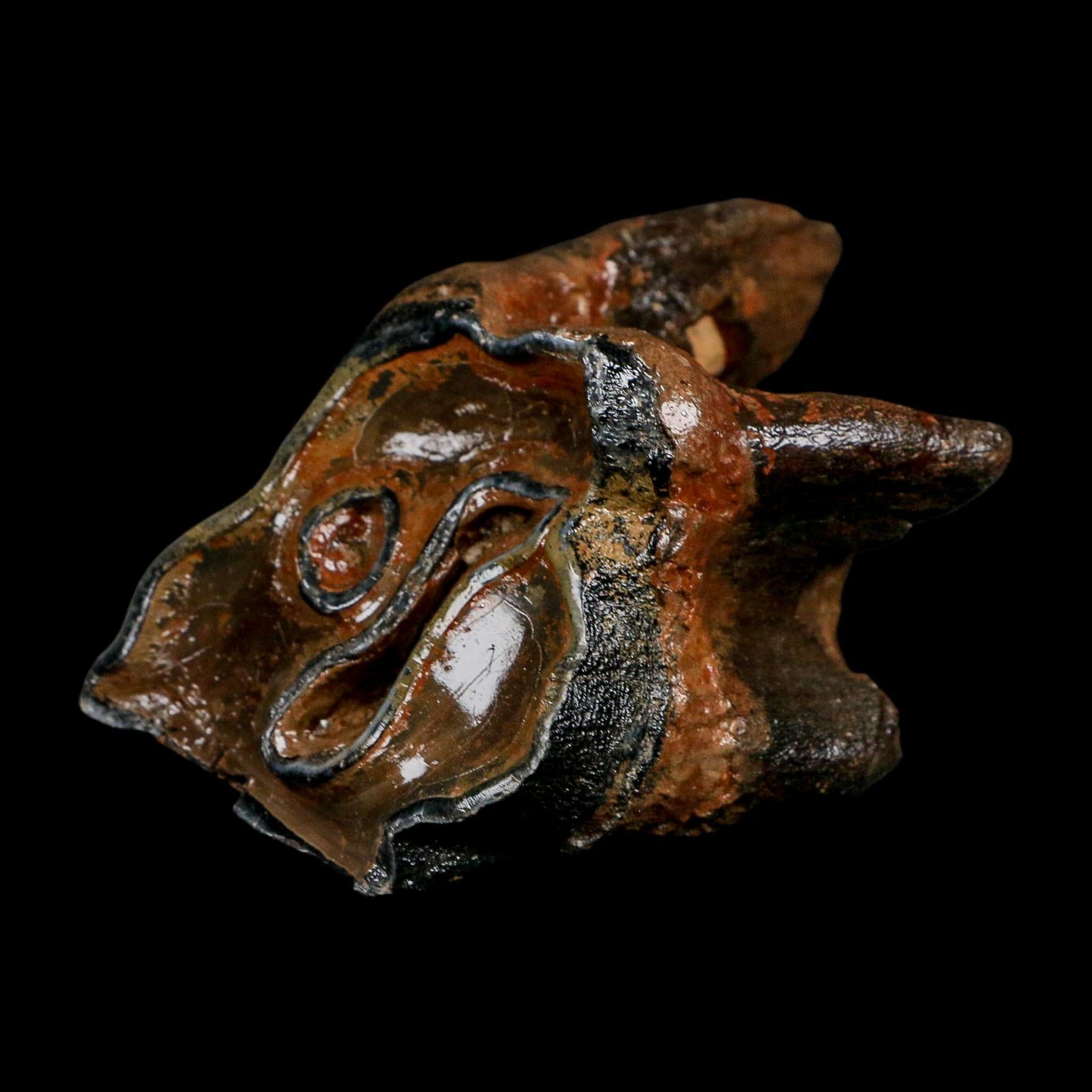 3.1" Woolly Rhinoceros Fossil Rooted Tooth Pleistocene Age Megafauna Russia COA