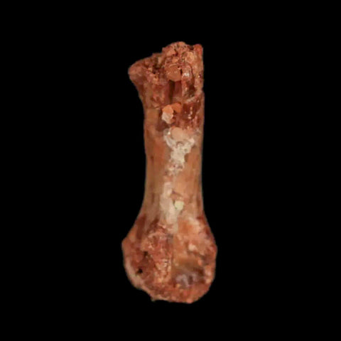 0.9" Dromaeosaurid Raptor Fossil Limb Toe Bone Cretaceous Dinosaur COA, Display - Fossil Age Minerals