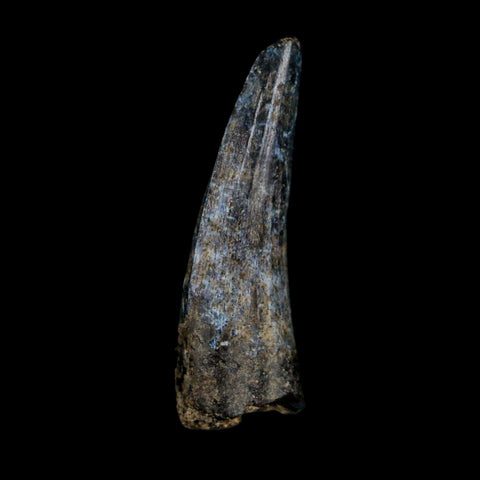 1.3" Suchomimus Fossil Tooth Cretaceous Spinosaurid Dinosaur Elraz FM Niger COA - Fossil Age Minerals