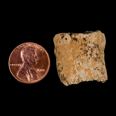 1" Ankylosaurus Fossil Rib Bone Judith River FM Cretaceous Dinosaur MT COA