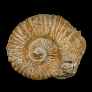 4.5" Acanthoceras Ammonite Fossil Agadir Morocco 360 Million Year Old COA