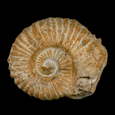 4.5" Acanthoceras Ammonite Fossil Agadir Morocco 360 Million Year Old COA