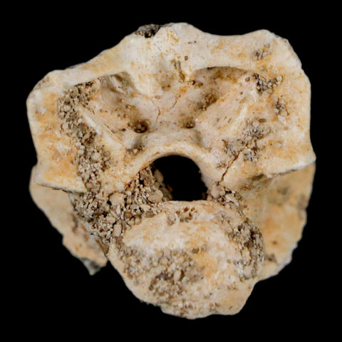 0.8" Palaeophis Magrebianus Sea Snake Vertebra Bone Upper Paleocene Morocco - Fossil Age Minerals