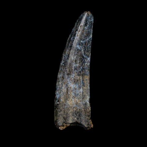 1.3" Suchomimus Fossil Tooth Cretaceous Spinosaurid Dinosaur Elraz FM Niger COA - Fossil Age Minerals