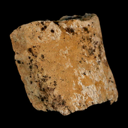 1" Ankylosaurus Fossil Rib Bone Judith River FM Cretaceous Dinosaur MT COA