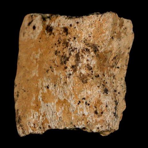 1" Ankylosaurus Fossil Rib Bone Judith River FM Cretaceous Dinosaur MT COA