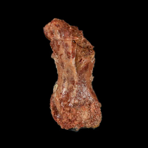 0.9" Dromaeosaurid Raptor Fossil Limb Toe Bone Cretaceous Dinosaur COA, Display - Fossil Age Minerals
