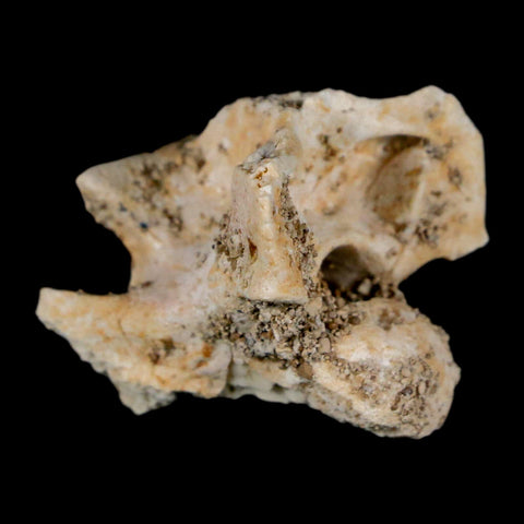 0.8" Palaeophis Magrebianus Sea Snake Vertebra Bone Upper Paleocene Morocco - Fossil Age Minerals
