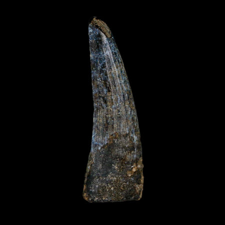 1.3" Suchomimus Fossil Tooth Cretaceous Spinosaurid Dinosaur Elraz FM Niger COA
