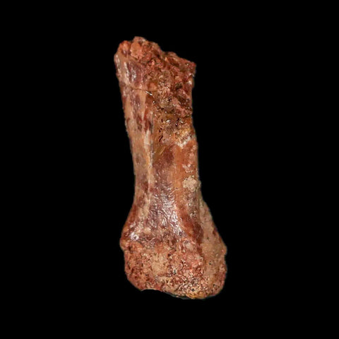 0.9" Dromaeosaurid Raptor Fossil Limb Toe Bone Cretaceous Dinosaur COA, Display - Fossil Age Minerals