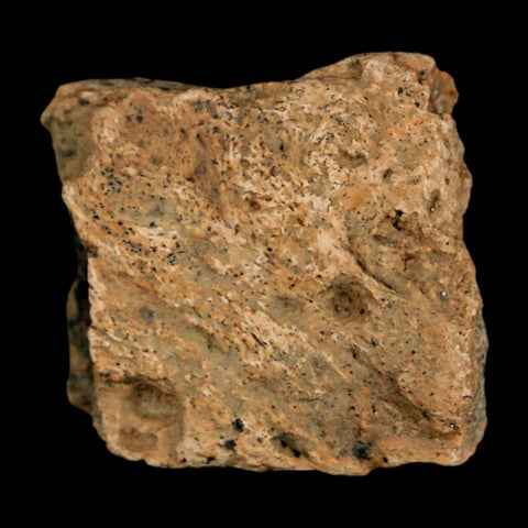 1" Ankylosaurus Fossil Rib Bone Judith River FM Cretaceous Dinosaur MT COA