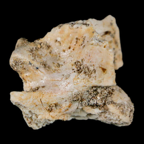 0.8" Palaeophis Magrebianus Sea Snake Vertebra Bone Upper Paleocene Morocco - Fossil Age Minerals