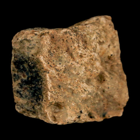 1" Ankylosaurus Fossil Rib Bone Judith River FM Cretaceous Dinosaur MT COA