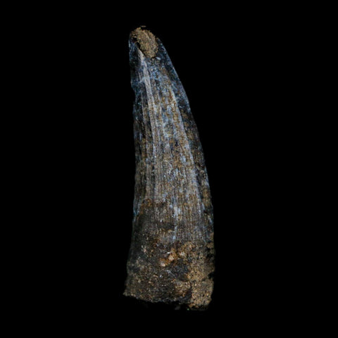 1.3" Suchomimus Fossil Tooth Cretaceous Spinosaurid Dinosaur Elraz FM Niger COA - Fossil Age Minerals