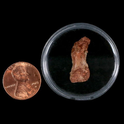 0.9" Dromaeosaurid Raptor Fossil Limb Toe Bone Cretaceous Dinosaur COA, Display - Fossil Age Minerals