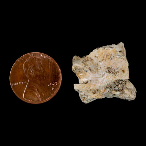 0.8" Palaeophis Magrebianus Sea Snake Vertebra Bone Upper Paleocene Morocco - Fossil Age Minerals