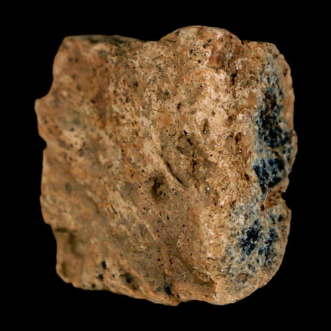 1" Ankylosaurus Fossil Rib Bone Judith River FM Cretaceous Dinosaur MT COA