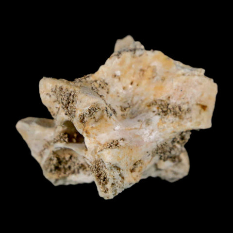 0.8" Palaeophis Magrebianus Sea Snake Vertebra Bone Upper Paleocene Morocco - Fossil Age Minerals