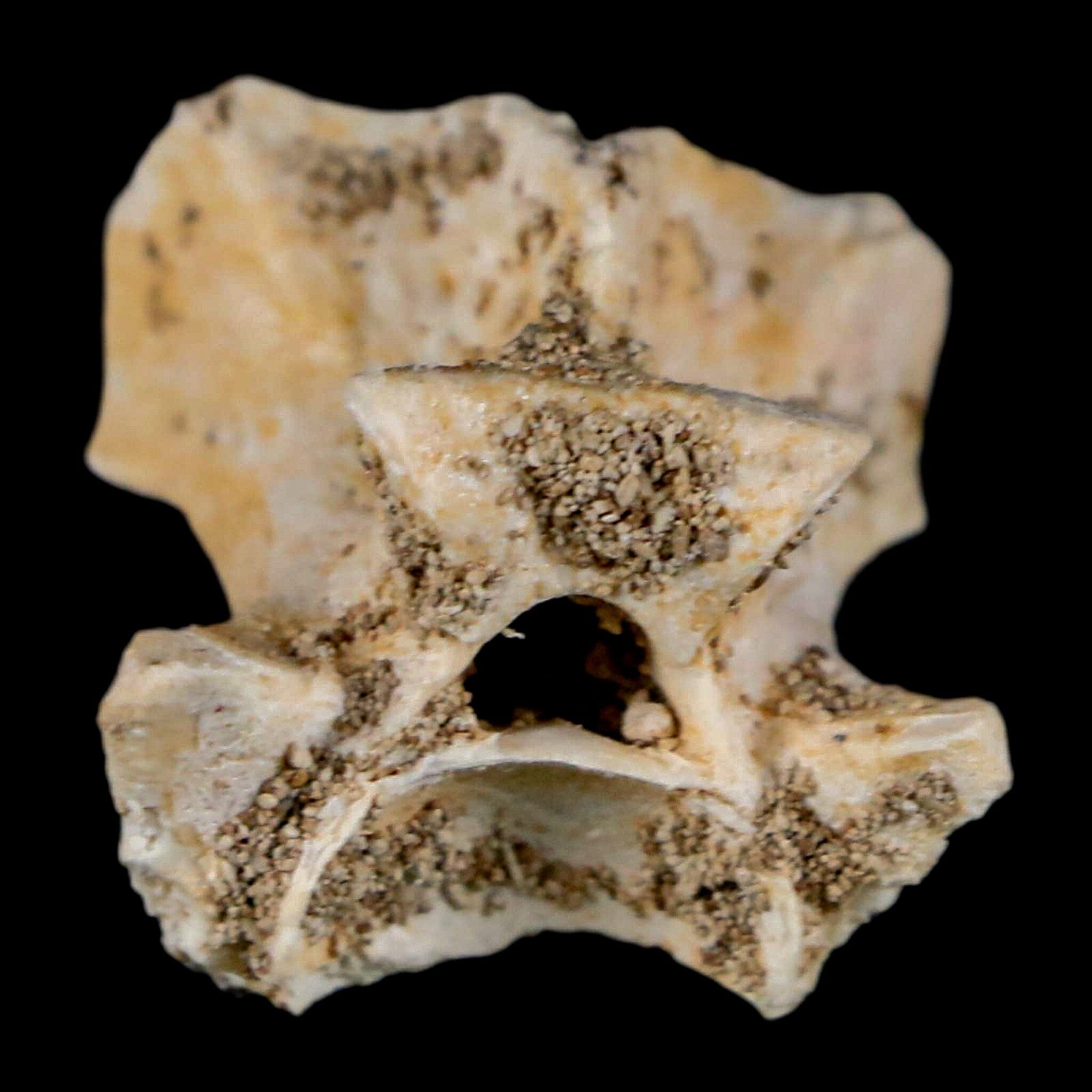 0.8" Palaeophis Magrebianus Sea Snake Vertebra Bone Upper Paleocene Morocco - Fossil Age Minerals