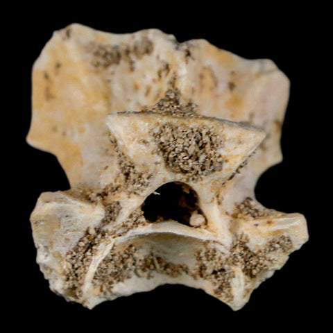 0.8" Palaeophis Magrebianus Sea Snake Vertebra Bone Upper Paleocene Morocco - Fossil Age Minerals