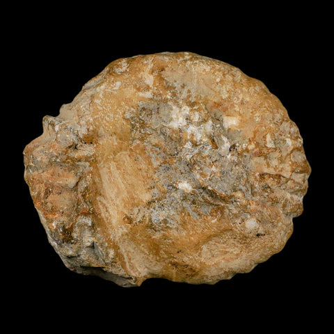 4.5" Acanthoceras Ammonite Fossil Agadir Morocco 360 Million Year Old COA
