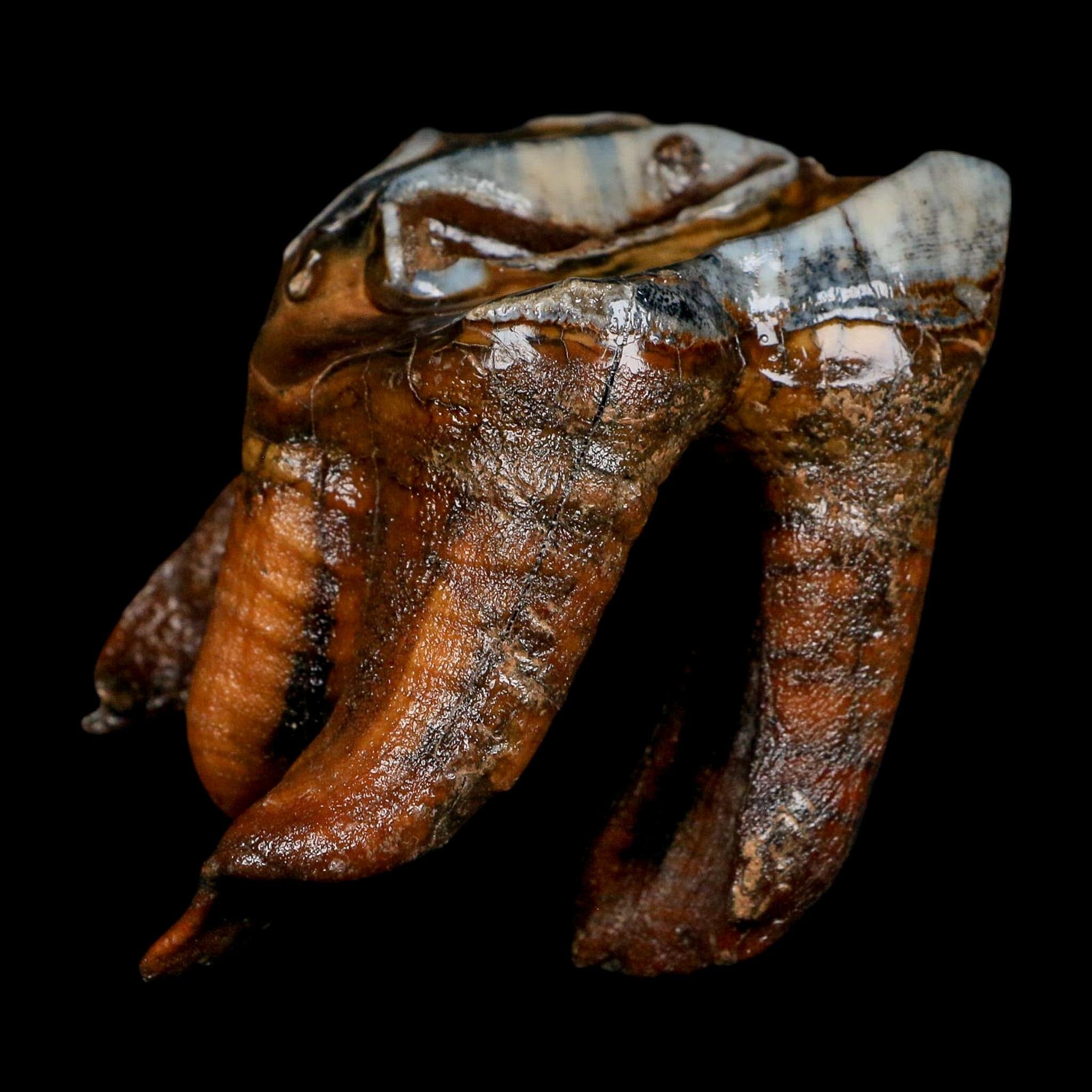 3.5" Woolly Rhinoceros Fossil Rooted Tooth Pleistocene Age Megafauna Russia COA