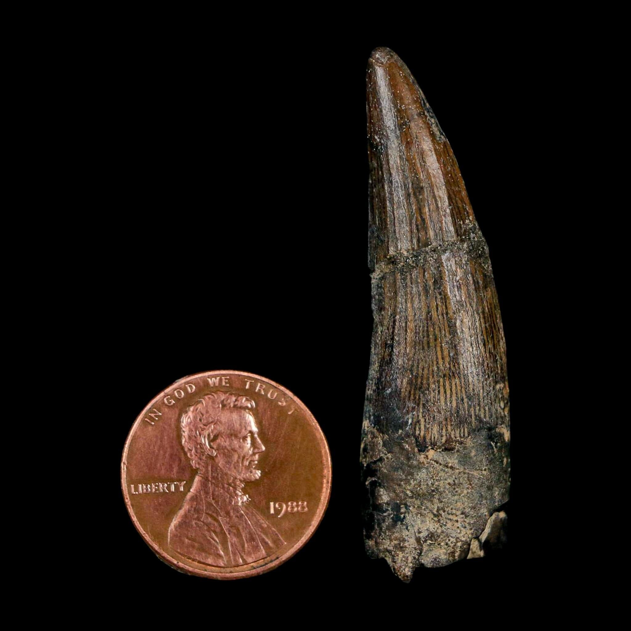 1.9" Suchomimus Fossil Tooth Cretaceous Spinosaurid Dinosaur Elraz FM Niger COA - Fossil Age Minerals