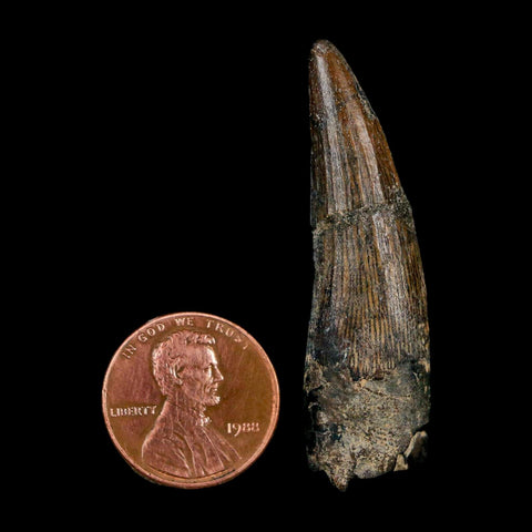 1.9" Suchomimus Fossil Tooth Cretaceous Spinosaurid Dinosaur Elraz FM Niger COA - Fossil Age Minerals