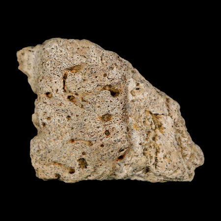 1.6" Ankylosaurus Fossil Scute Bone Judith River FM Cretaceous Dinosaur MT COA