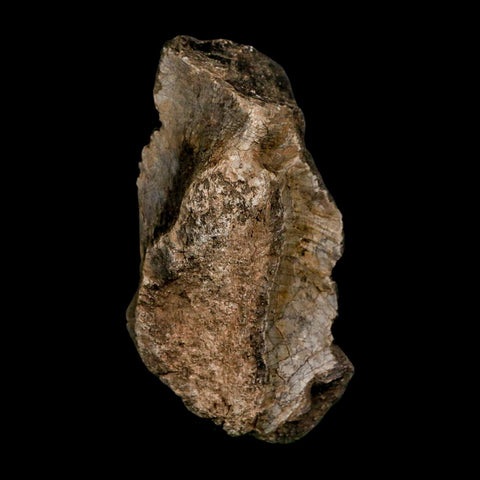 3.7" Allosaurus Fossil Vertebrae Bone Morrison FM Colorado Jurassic Dinosaur COA Stand