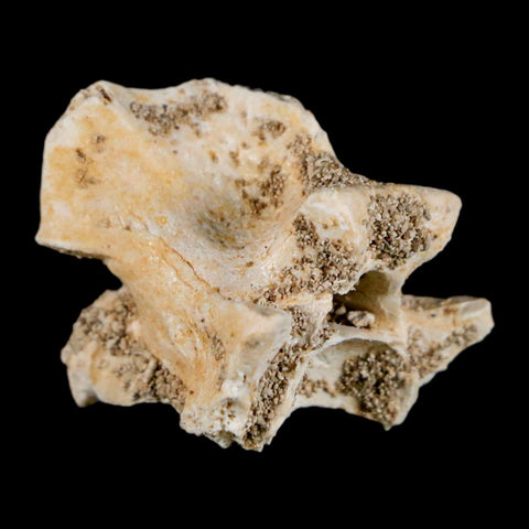 0.8" Palaeophis Magrebianus Sea Snake Vertebra Bone Upper Paleocene Morocco - Fossil Age Minerals