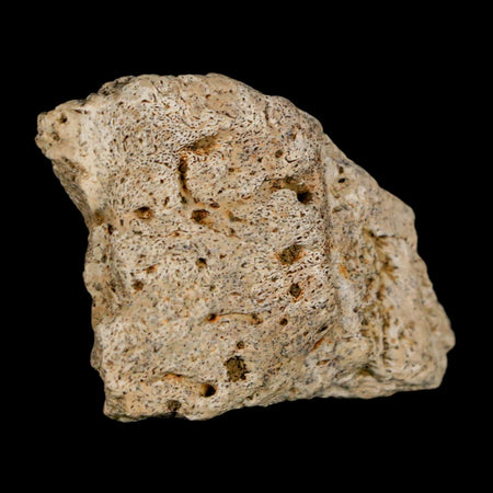 1.6" Ankylosaurus Fossil Scute Bone Judith River FM Cretaceous Dinosaur MT COA