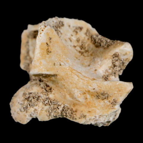 0.8" Palaeophis Magrebianus Sea Snake Vertebra Bone Upper Paleocene Morocco - Fossil Age Minerals