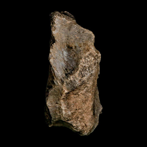 3.7" Allosaurus Fossil Vertebrae Bone Morrison FM Colorado Jurassic Dinosaur COA Stand