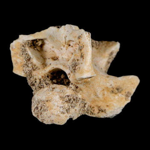 0.8" Palaeophis Magrebianus Sea Snake Vertebra Bone Upper Paleocene Morocco - Fossil Age Minerals