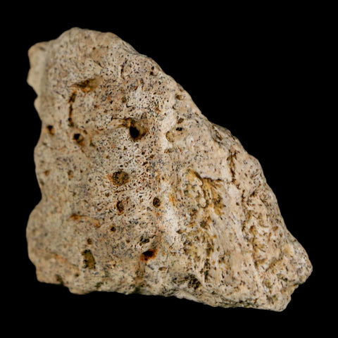 1.6" Ankylosaurus Fossil Scute Bone Judith River FM Cretaceous Dinosaur MT COA