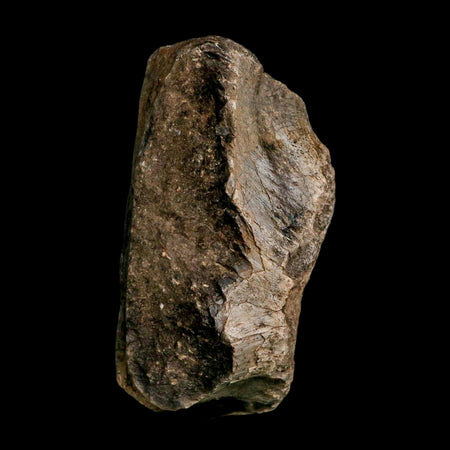 3.7" Allosaurus Fossil Vertebrae Bone Morrison FM Colorado Jurassic Dinosaur COA Stand