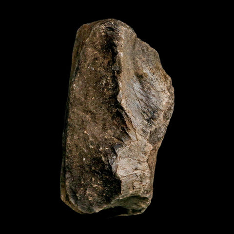 3.7" Allosaurus Fossil Vertebrae Bone Morrison FM Colorado Jurassic Dinosaur COA Stand