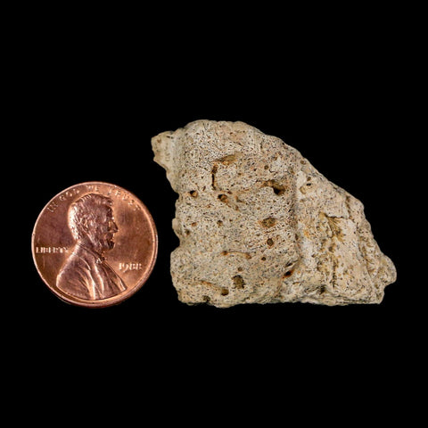 1.6" Ankylosaurus Fossil Scute Bone Judith River FM Cretaceous Dinosaur MT COA