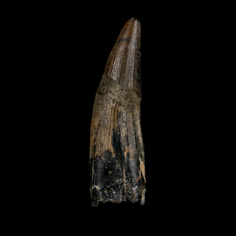 1.9" Suchomimus Fossil Tooth Cretaceous Spinosaurid Dinosaur Elraz FM Niger COA - Fossil Age Minerals