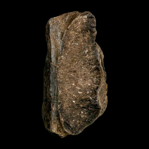 3.7" Allosaurus Fossil Vertebrae Bone Morrison FM Colorado Jurassic Dinosaur COA Stand